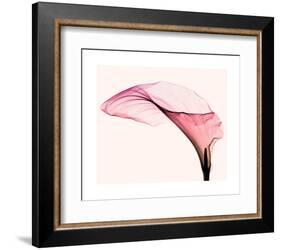 Giant Calla (small)-Steven N^ Meyers-Framed Art Print