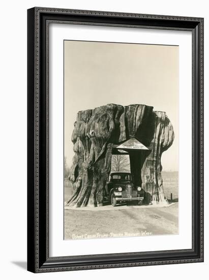 Giant Cedar Stump, Pacific Highway, Washington-null-Framed Art Print