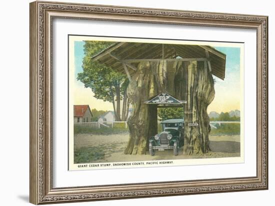 Giant Cedar Stump, Pacific Highway, Washington-null-Framed Art Print