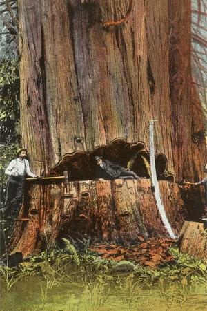 Maple Trees at Mama, Tekona Shrine and Linked Bridge, No. 94