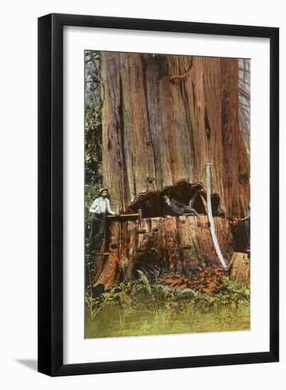 Giant Cedar Tree, Washington-null-Framed Art Print