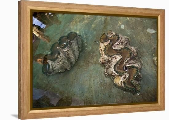 Giant Clam Farm-Reinhard Dirscherl-Framed Premier Image Canvas