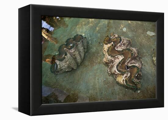 Giant Clam Farm-Reinhard Dirscherl-Framed Premier Image Canvas