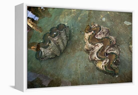 Giant Clam Farm-Reinhard Dirscherl-Framed Premier Image Canvas