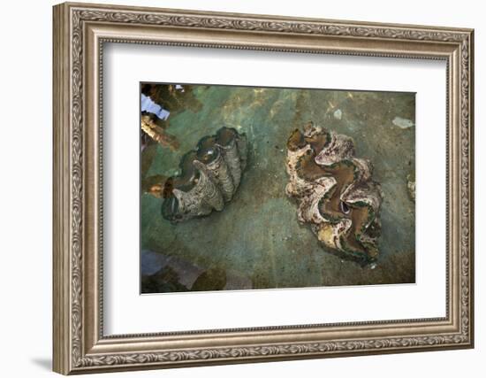 Giant Clam Farm-Reinhard Dirscherl-Framed Photographic Print