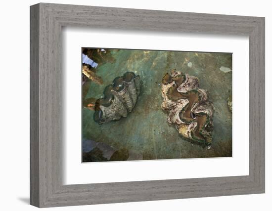 Giant Clam Farm-Reinhard Dirscherl-Framed Photographic Print