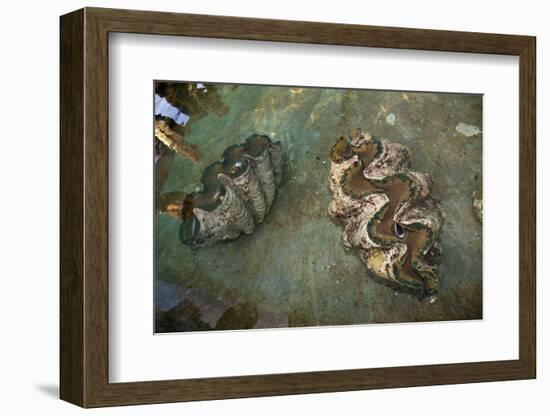 Giant Clam Farm-Reinhard Dirscherl-Framed Photographic Print