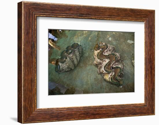 Giant Clam Farm-Reinhard Dirscherl-Framed Photographic Print