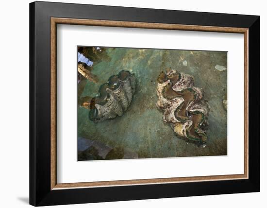 Giant Clam Farm-Reinhard Dirscherl-Framed Photographic Print