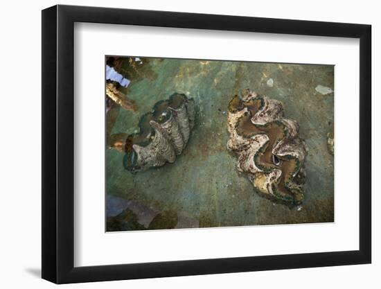 Giant Clam Farm-Reinhard Dirscherl-Framed Photographic Print