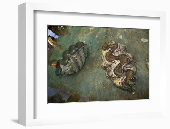 Giant Clam Farm-Reinhard Dirscherl-Framed Photographic Print