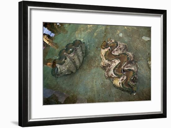 Giant Clam Farm-Reinhard Dirscherl-Framed Photographic Print