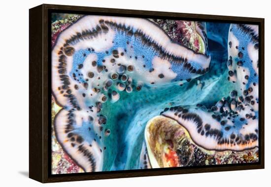 Giant clam mantle detail, Red Sea, Egypt.-Lewis Jefferies-Framed Premier Image Canvas