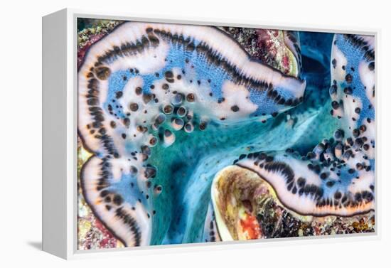 Giant clam mantle detail, Red Sea, Egypt.-Lewis Jefferies-Framed Premier Image Canvas