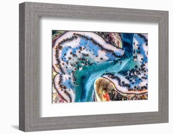 Giant clam mantle detail, Red Sea, Egypt.-Lewis Jefferies-Framed Photographic Print