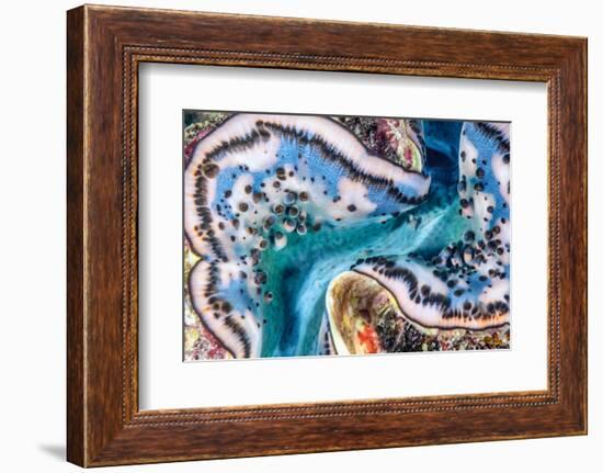 Giant clam mantle detail, Red Sea, Egypt.-Lewis Jefferies-Framed Photographic Print