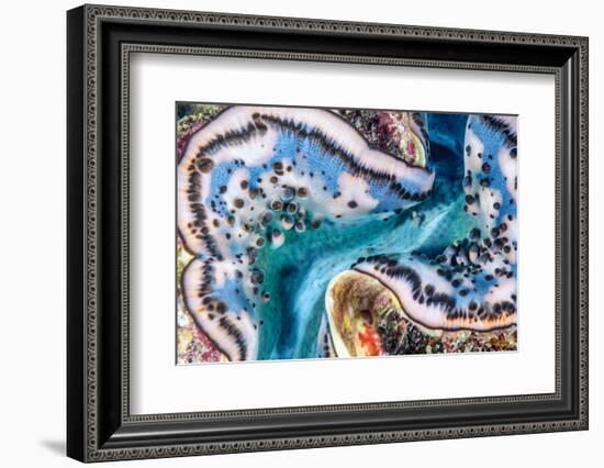 Giant clam mantle detail, Red Sea, Egypt.-Lewis Jefferies-Framed Photographic Print