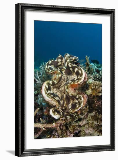 Giant Clam (Tridacna), Rainbow Reef, Fiji-Pete Oxford-Framed Photographic Print