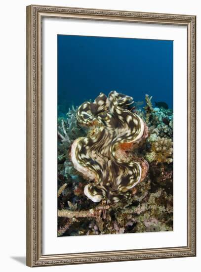 Giant Clam (Tridacna), Rainbow Reef, Fiji-Pete Oxford-Framed Photographic Print