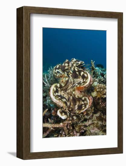 Giant Clam (Tridacna), Rainbow Reef, Fiji-Pete Oxford-Framed Photographic Print