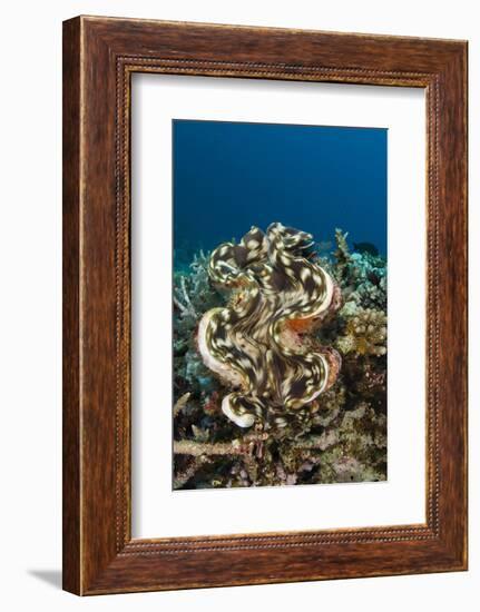 Giant Clam (Tridacna), Rainbow Reef, Fiji-Pete Oxford-Framed Photographic Print