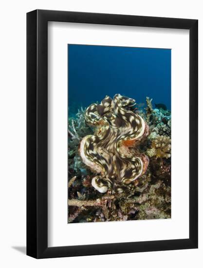 Giant Clam (Tridacna), Rainbow Reef, Fiji-Pete Oxford-Framed Photographic Print