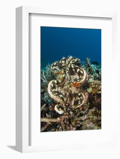 Giant Clam (Tridacna), Rainbow Reef, Fiji-Pete Oxford-Framed Photographic Print