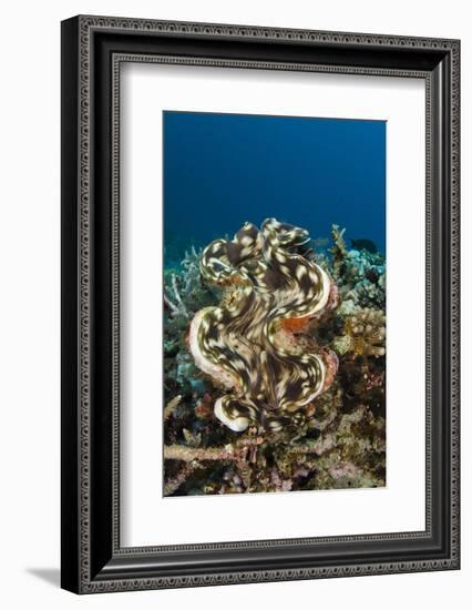 Giant Clam (Tridacna), Rainbow Reef, Fiji-Pete Oxford-Framed Photographic Print