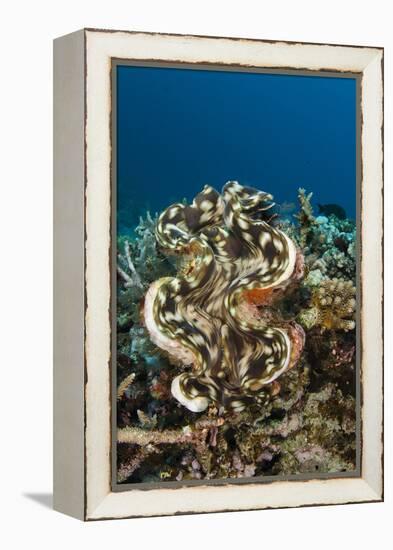 Giant Clam (Tridacna), Rainbow Reef, Fiji-Pete Oxford-Framed Premier Image Canvas