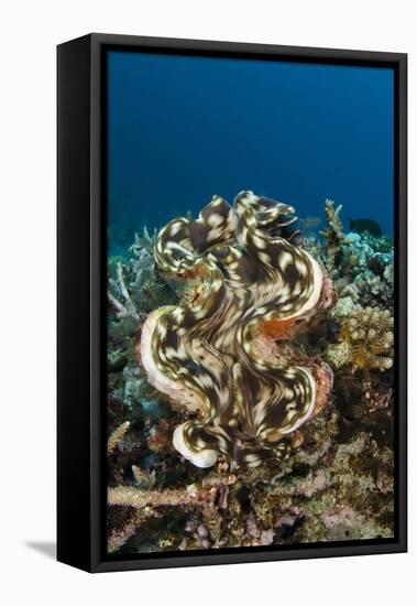 Giant Clam (Tridacna), Rainbow Reef, Fiji-Pete Oxford-Framed Premier Image Canvas