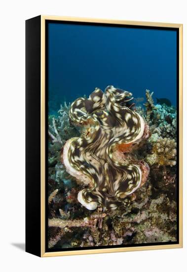 Giant Clam (Tridacna), Rainbow Reef, Fiji-Pete Oxford-Framed Premier Image Canvas