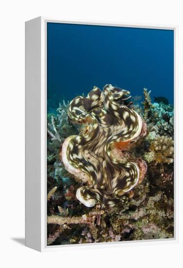 Giant Clam (Tridacna), Rainbow Reef, Fiji-Pete Oxford-Framed Premier Image Canvas