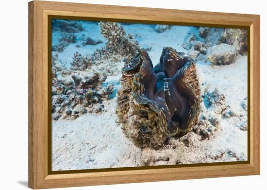 Giant Clam (Tridacna Squamosa)-Reinhard Dirscherl-Framed Premier Image Canvas