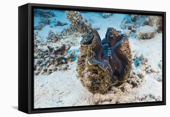 Giant Clam (Tridacna Squamosa)-Reinhard Dirscherl-Framed Premier Image Canvas