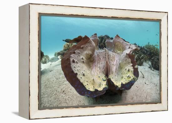 Giant Clam (Tridacna Squamosa)-Reinhard Dirscherl-Framed Premier Image Canvas