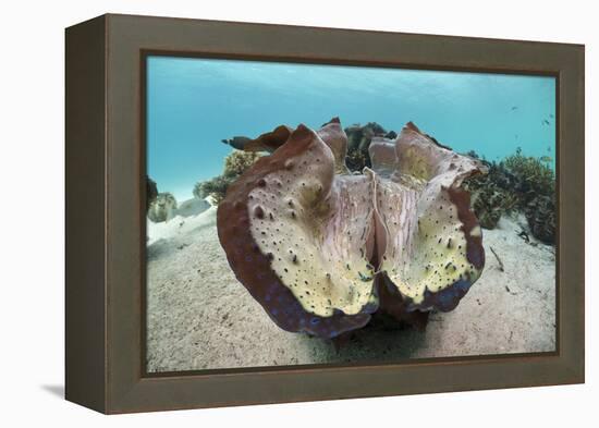 Giant Clam (Tridacna Squamosa)-Reinhard Dirscherl-Framed Premier Image Canvas