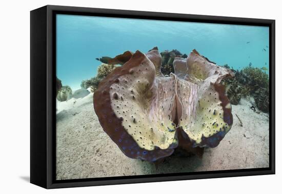 Giant Clam (Tridacna Squamosa)-Reinhard Dirscherl-Framed Premier Image Canvas