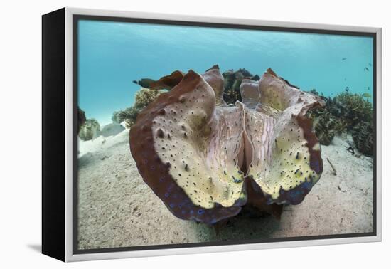 Giant Clam (Tridacna Squamosa)-Reinhard Dirscherl-Framed Premier Image Canvas