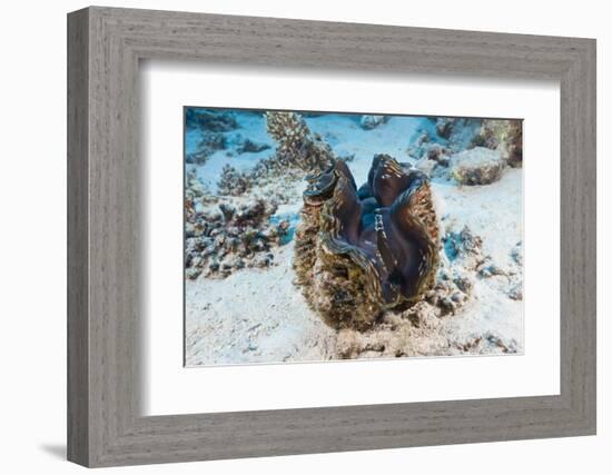 Giant Clam (Tridacna Squamosa)-Reinhard Dirscherl-Framed Photographic Print