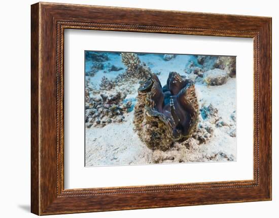 Giant Clam (Tridacna Squamosa)-Reinhard Dirscherl-Framed Photographic Print