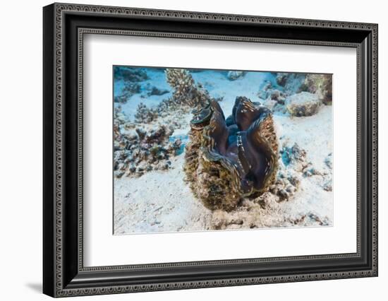 Giant Clam (Tridacna Squamosa)-Reinhard Dirscherl-Framed Photographic Print