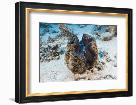 Giant Clam (Tridacna Squamosa)-Reinhard Dirscherl-Framed Photographic Print