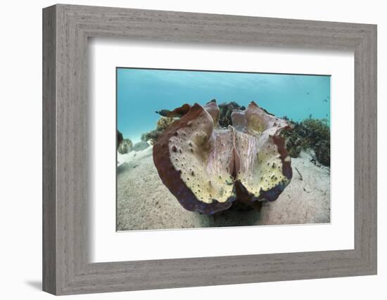 Giant Clam (Tridacna Squamosa)-Reinhard Dirscherl-Framed Photographic Print