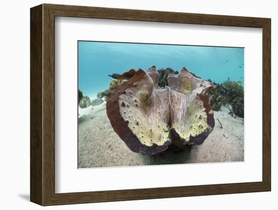 Giant Clam (Tridacna Squamosa)-Reinhard Dirscherl-Framed Photographic Print