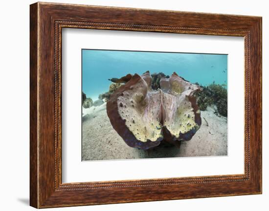 Giant Clam (Tridacna Squamosa)-Reinhard Dirscherl-Framed Photographic Print