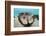 Giant Clam (Tridacna Squamosa)-Reinhard Dirscherl-Framed Photographic Print