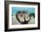 Giant Clam (Tridacna Squamosa)-Reinhard Dirscherl-Framed Photographic Print