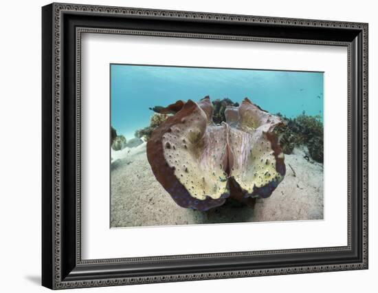 Giant Clam (Tridacna Squamosa)-Reinhard Dirscherl-Framed Photographic Print