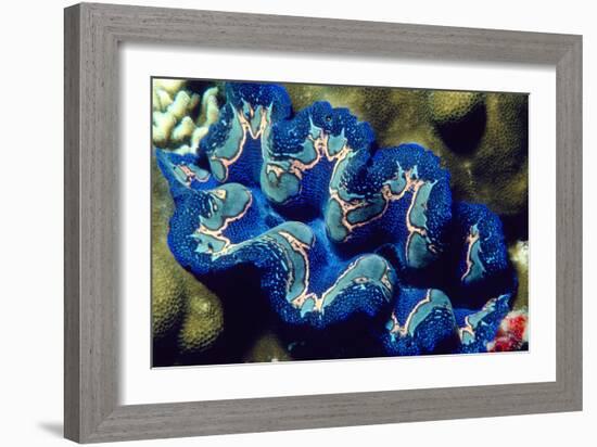 Giant Clam-Georgette Douwma-Framed Photographic Print