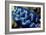 Giant Clam-Georgette Douwma-Framed Photographic Print